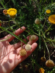 Hysterionica jasionoides