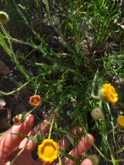Hysterionica jasionoides