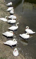 Cygnus olor