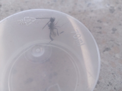 Gasteruption jaculator