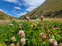 Trifolium ambiguum
