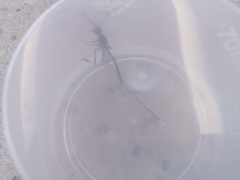 Gasteruption jaculator