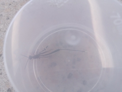 Gasteruption jaculator