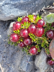 Coprosma atropurpurea