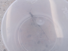 Gasteruption jaculator