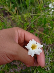 Amphilophium carolinae