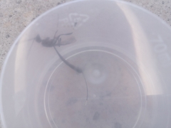 Gasteruption jaculator