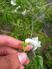 Amphilophium carolinae