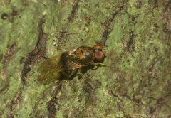Stratiomyidae