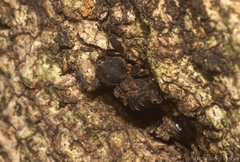 Methidrysis afflicta