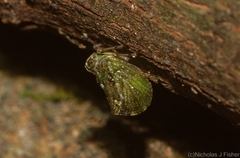 Cotylana angustifrons