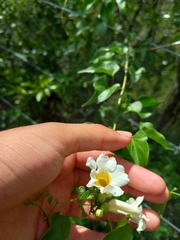 Amphilophium carolinae