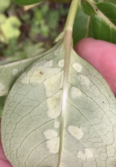 Phyllocoptes coprosmae