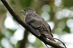 Hierococcyx nisicolor