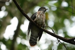 Hierococcyx nisicolor