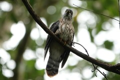 Hierococcyx nisicolor