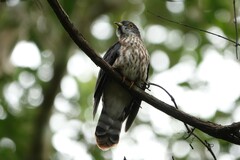 Hierococcyx nisicolor