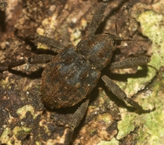 Paleticus subereus