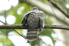 Hierococcyx nisicolor