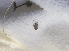 Chalepistes spermophilus