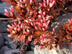 Epilobium pycnostachyum