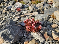 Epilobium pycnostachyum