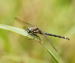 Eusynthemis brevistyla