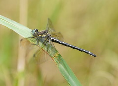 Eusynthemis brevistyla