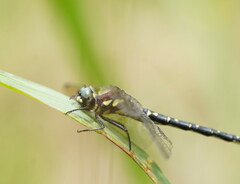 Eusynthemis brevistyla