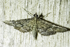 Metasia capnochroa