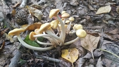 Desarmillaria caespitosa image