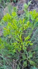 Kalanchoe paniculata