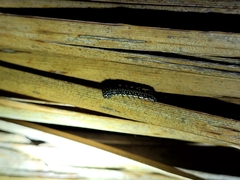 Uresiphita maorialis