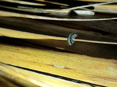 Uresiphita maorialis