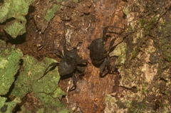 Onidistus araneus