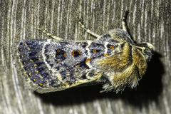 Proteuxoa sanguinipuncta
