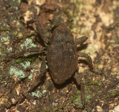 Paleticus subereus