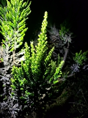 Ozothamnus leptophyllus