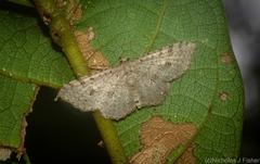 Minoa euthecta