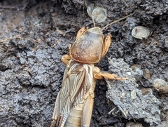 Gryllotalpa australis