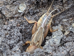 Gryllotalpa australis