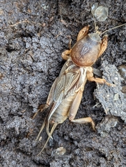Gryllotalpa australis