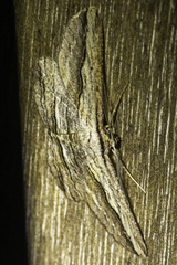 Euphronarcha luxaria