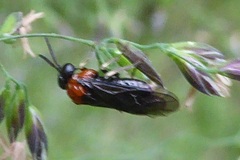 Eutomostethus ephippium