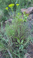 Kalanchoe paniculata