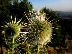 Echinops macrochaetus
