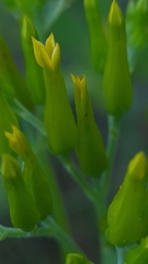 Kalanchoe paniculata