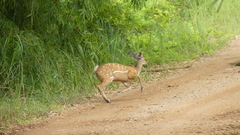 Tragelaphus scriptus