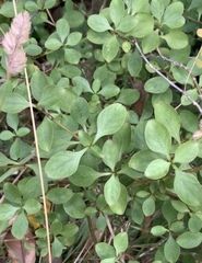 Coprosma foetidissima