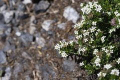 Asperula pusilla